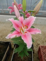 [4424 PO23 Bolzano No02.JPG]